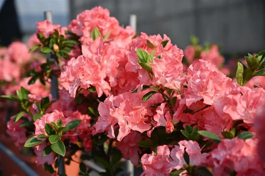 Taipé prepara-se para o espetáculo da primavera enquanto o Festival das Azáleas de 2026 abre com 200 000 flores