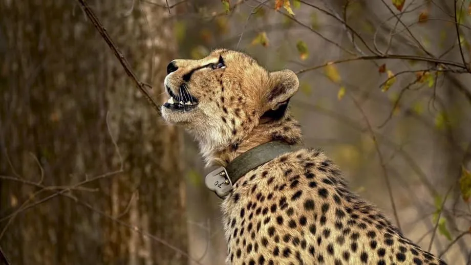 Projeto Cheetah numa encruzilhada: cientistas exigem fim das importações enquanto aumentam as preocupações com o habitat