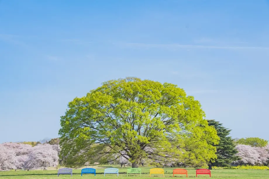 Oásis de primavera escondido de Tóquio: Festival das Flores do Parque Showa Kinen 2026 transforma antigo aeródromo num paraíso floral