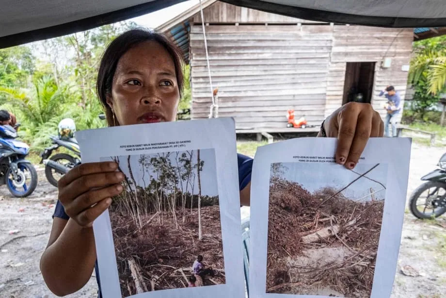 Gigante farmacêutica corta relações após investigação associar embalagens neutras em carbono à destruição do habitat dos orangotangos