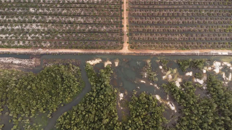 A Crise dos Crocodilos na Indonésia: Como a Mineração de Estanho para Smartphones Alimenta um Conflito Mortal entre Humanos e Vida Selvagem