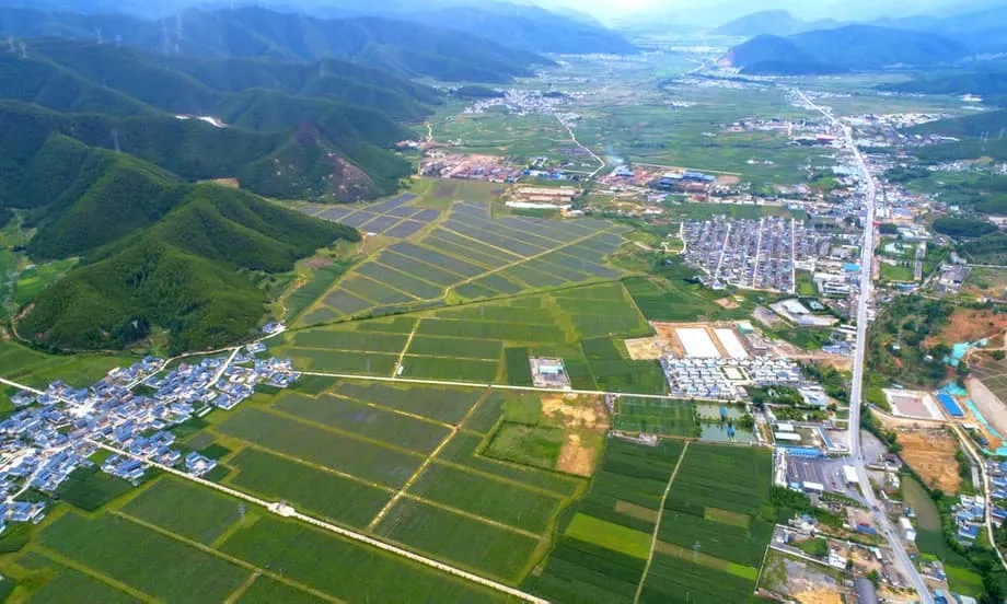 A Revolução do Mirtilo na China: Como a Província de Yunnan Transformou uma Importação de Luxo numa Potência Exportadora Global