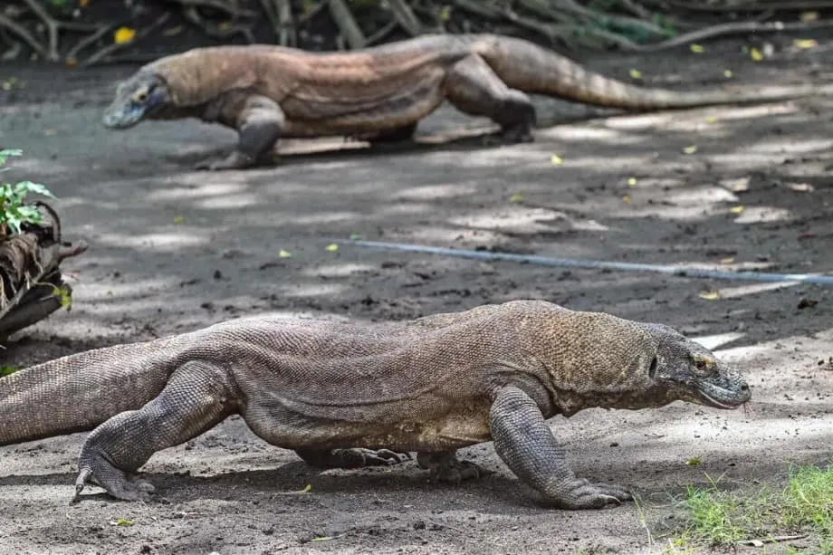 Diplomacia dos dragões: Indonésia empresta dragões-de-komodo ao Japão num histórico intercâmbio de conservação