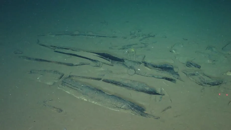Cientistas descobrem o cemitério de baleias mais profundo e maior do Oceano Índico com fósseis de 5,3 milhões de anos