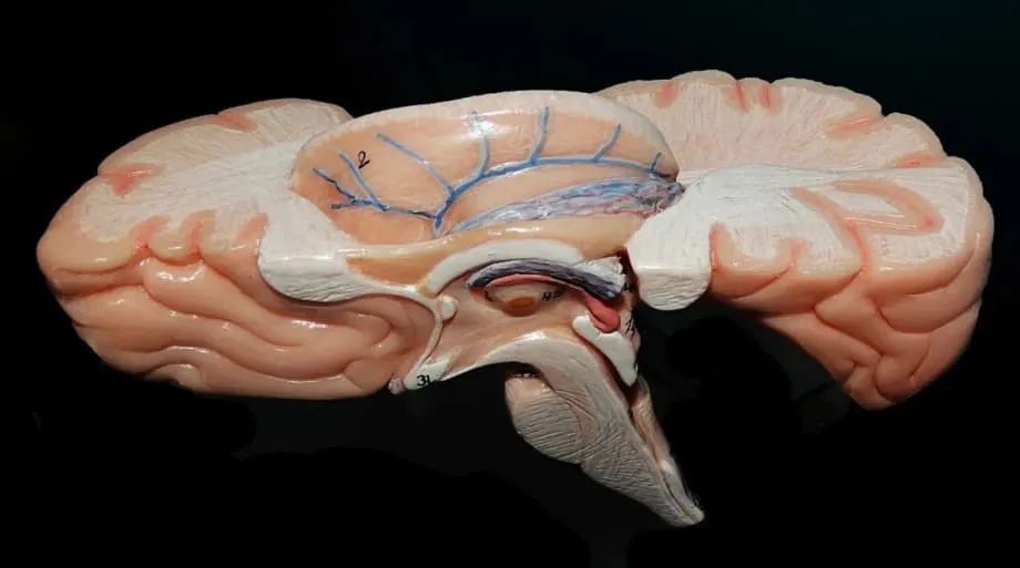 Cientistas indianos revelam o ANCHOR, o mais detalhado atlas 3D do tronco cerebral humano do mundo