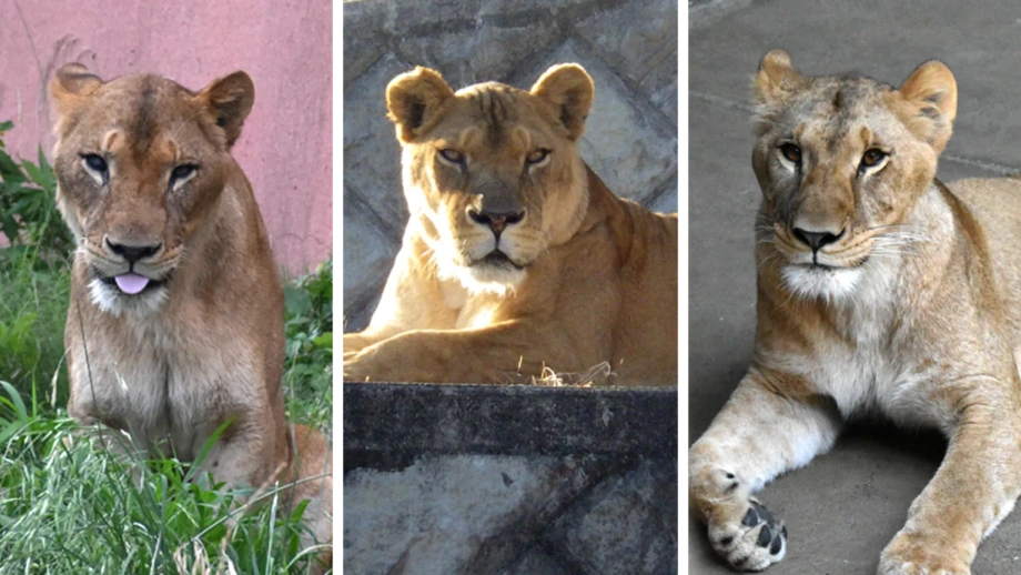 Três leões morrem no zoo de Tóquio em plena vaga de calor recorde