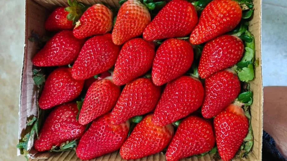 A Índia procura independência na produção de morangos através do melhoramento local e da tecnologia