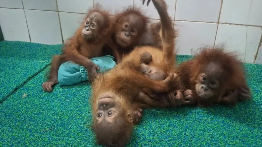 Cinco crias de orangotango encontradas em floresta de Odisha enquanto a Índia investiga suspeita rota de contrabando