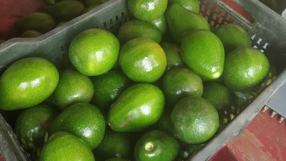 De fruta de cão a produto de eleição: como o mercado indiano do abacate está a ganhar raízes