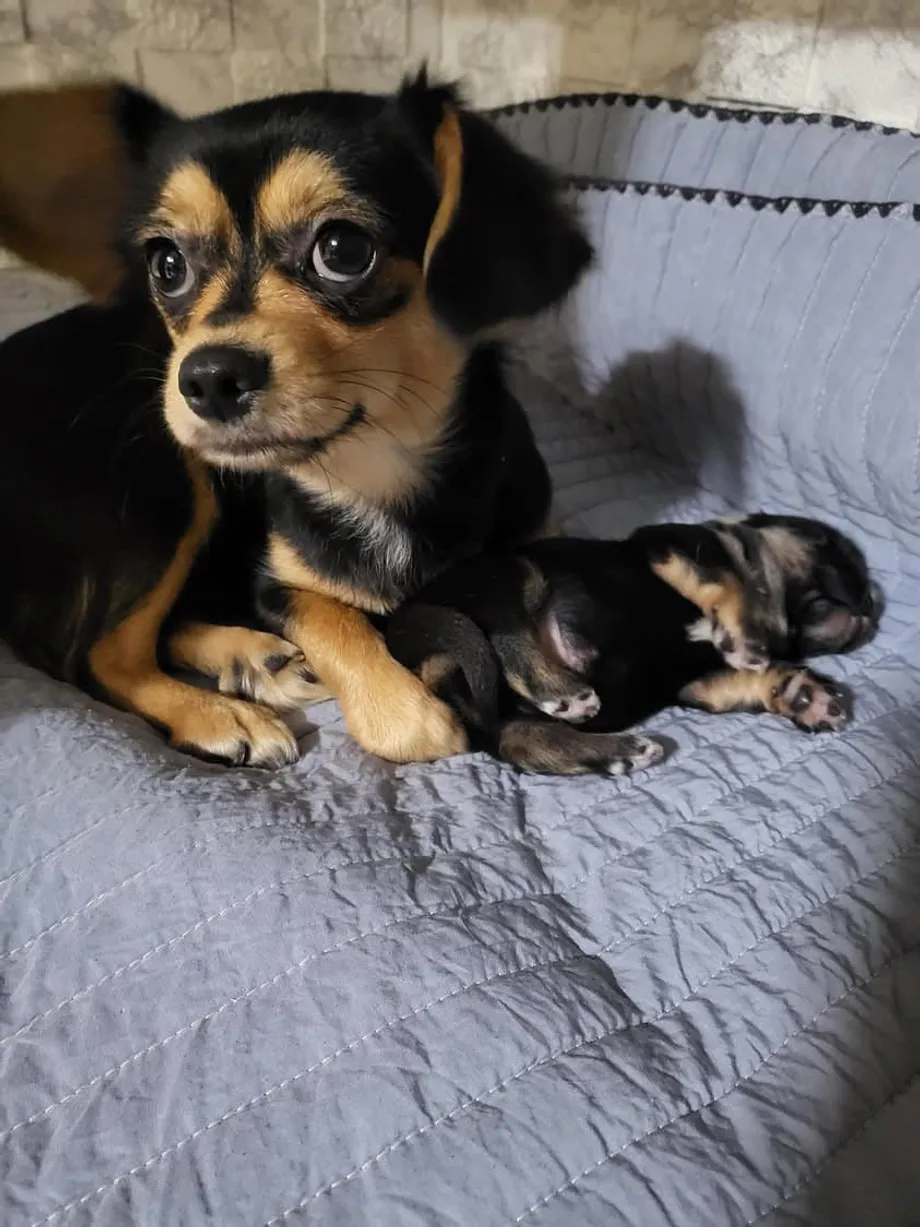 Das ruas de Seul à segunda chance: a história de uma chihuahua revela a crise de resgate de animais na Coreia do Sul