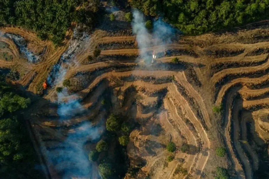 Investigação à fraude do óleo de palma indonésio associa grandes empresas europeias de energia a esquema de rotulagem incorrecta