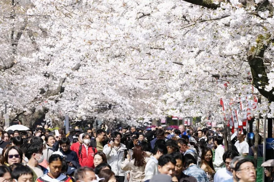Cerejeiras de Tóquio atingem plena floração três dias antes do previsto com a chegada antecipada da primavera