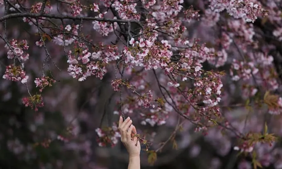 A subida dos custos ofusca a icónica época de hanami no Japão
