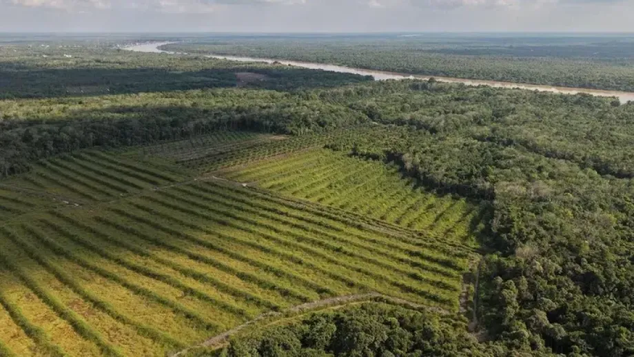 Indonesia Vows to Halt Forest Clearing for Rice, but Projects in Papua Remain Uncertain