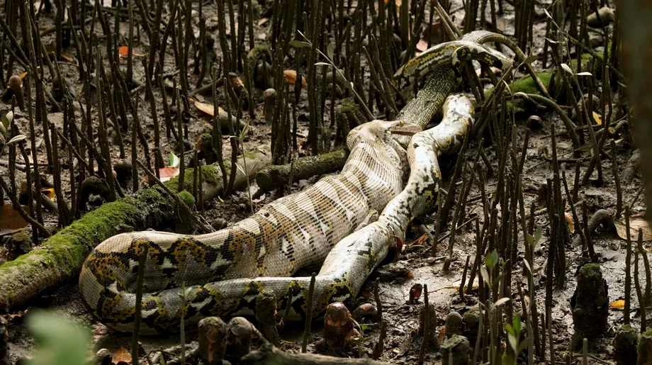 Python Swallows Large Monitor Lizard in Hourlong Encounter at Sungei Buloh