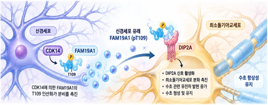 Korean Researchers Identify Molecular Signal That Helps Maintain Myelin in Adult Brains