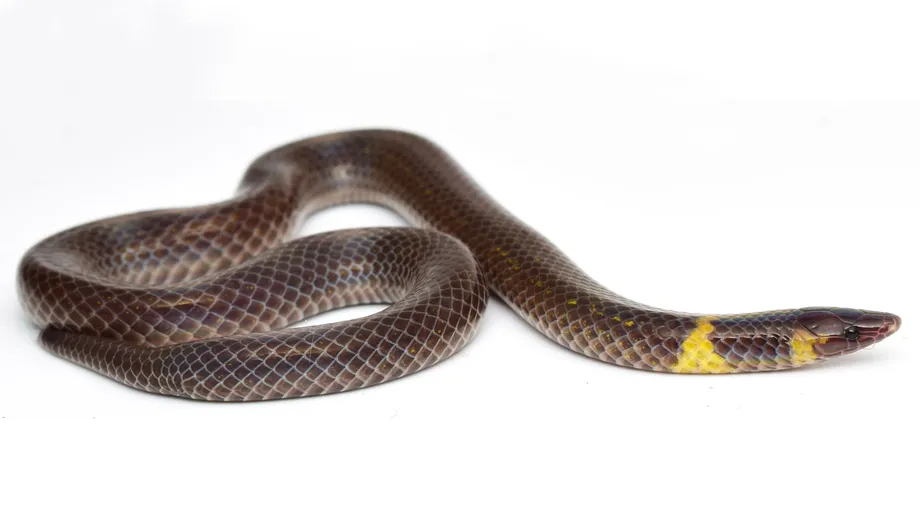 Tiny Reed Snakes Cartwheel at Up to 13 Kilometres per Hour to Escape Danger