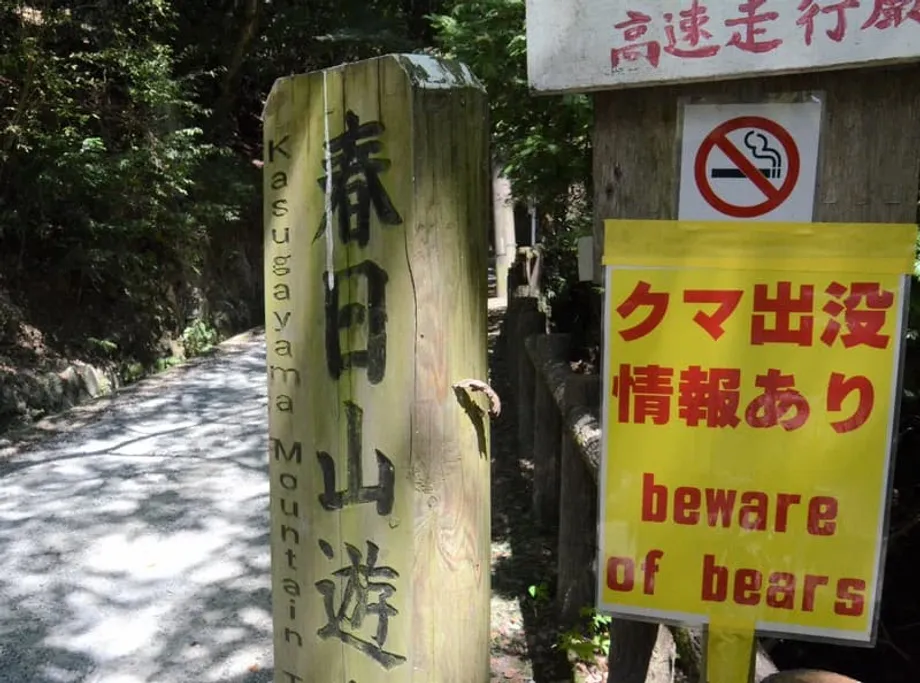 Encontros com ursos dispararam no Japão no auge da época de caminhadas outonais